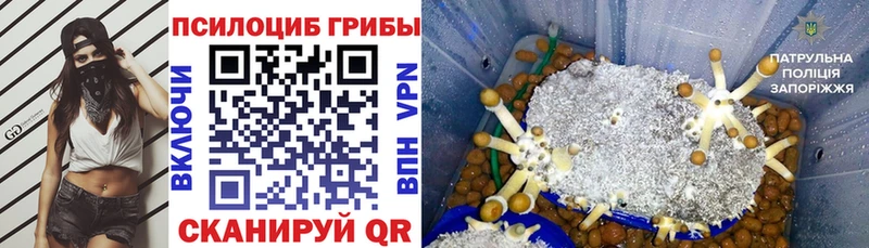купить наркоту  Арсеньев  Псилоцибиновые грибы MAGIC MUSHROOMS 